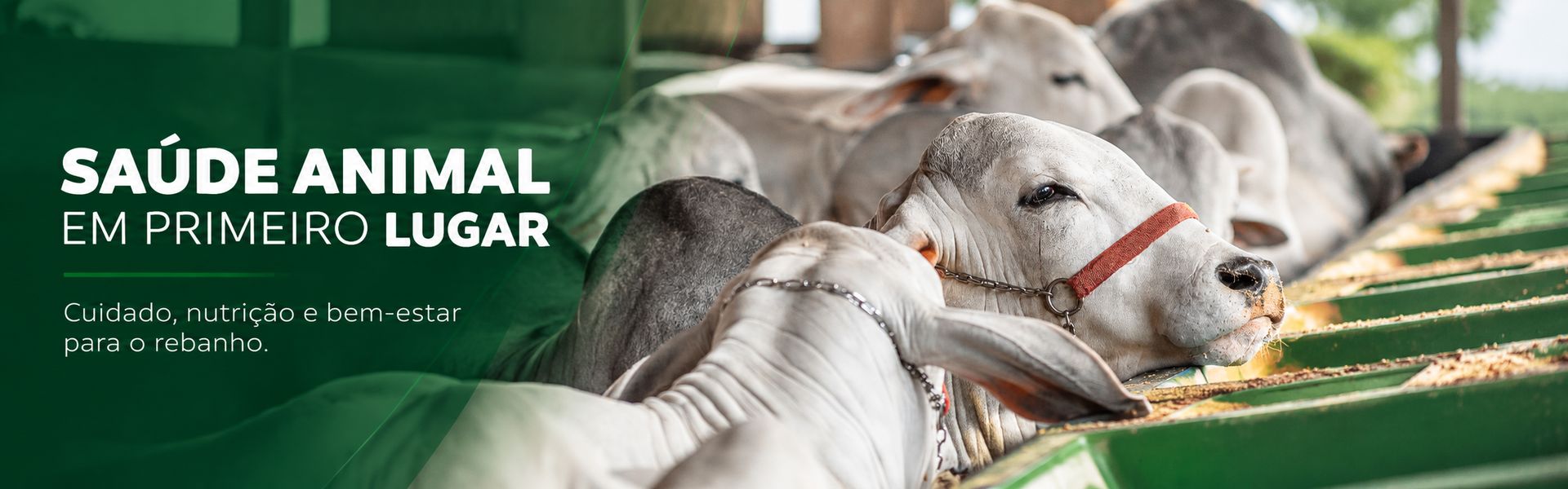 Sa&uacute;de animal em primeiro lugar. Cuidado, nutri&ccedil;&atilde;o e bem-estar para o rebanho.