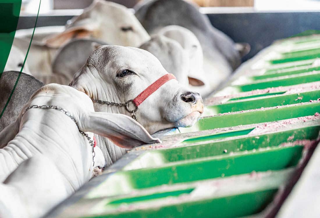 Gado no cocho, com cabresto, durante o manejo